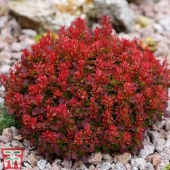 Berberis Thunbergii 'Lutin Rouge' -plant BERB KB0073 B