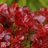 Berberis Thunbergii 'Lutin Rouge'