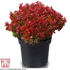 Berberis Thunbergii 'Lutin Rouge' -plant BERB KB0073 D