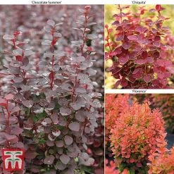 Berberis Trio
