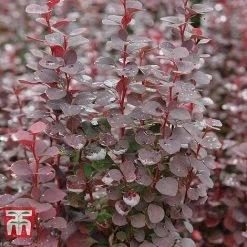 Berberis Trio -plant BERB KB0726 C