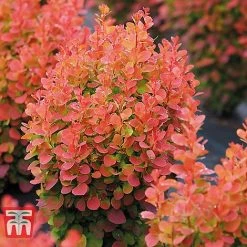 Berberis Trio -plant BERB KB0726 D