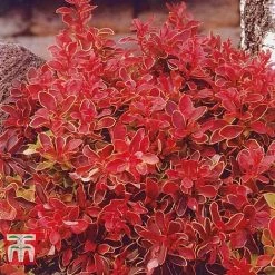 Berberis Thunbergii F. Atropurpurea 'Admiration' -plant BERB T58093 C