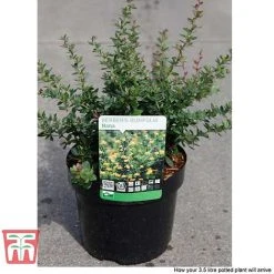 Berberis Buxifolia 'Nana' -plant BERB T58097 C