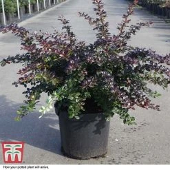 Berberis X Media 'Red Jewel' -plant BERB T66060 D