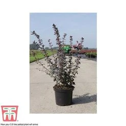 Berberis X Ottawensis F. Purpurea 'Superba' -plant BERB T66062 C