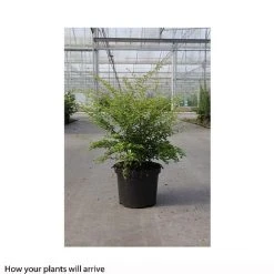 Berberis Thunbergii 'Golden Dream' 5 Berberis Thunbergii 'Golden Dream' -plant BERB T66069 B h