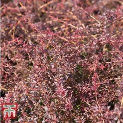 Berberis Thunbergii 'Orange Dream'