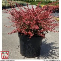 Berberis Thunbergii 'Orange Dream' -plant BERB T66075 C