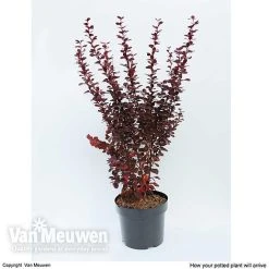 Berberis Thunbergii F. Atropurpurea 'Orange Rocket' -plant BERB V59349 C