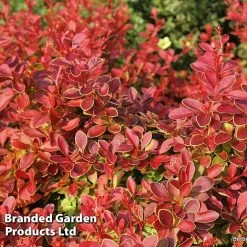 Berberis Thunbergii 'Coral'