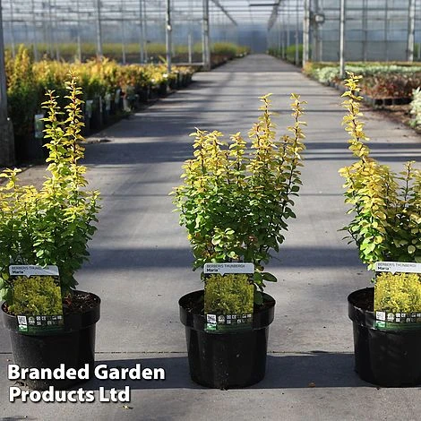 Berberis Thunbergii 'Maria' 1 Berberis Thunbergii 'Maria'