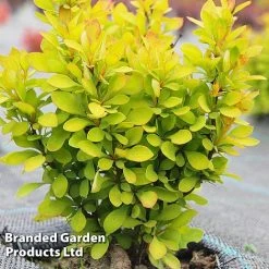Berberis Thunbergii 'Summer Sunset'