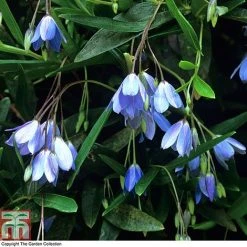 Sollya Heterophylla -plant BLUE T10023 A4