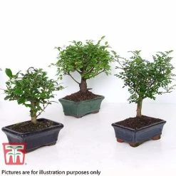 Bonsai Carmona Microphylla (House Plant) 11 Bonsai Carmona Microphylla (House Plant) -plant BONS TKA3020 B