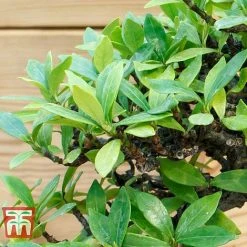 Bonsai Carmona Microphylla (House Plant) 8 Bonsai Carmona Microphylla (House Plant) -plant BONS TKA3020 C