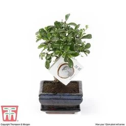 Bonsai Carmona Microphylla (House Plant) 9 Bonsai Carmona Microphylla (House Plant) -plant BONS TKA3020 E1