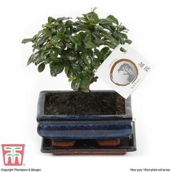 Bonsai Carmona Microphylla (House Plant) 10 Bonsai Carmona Microphylla (House Plant) -plant BONS TKA3020 G1