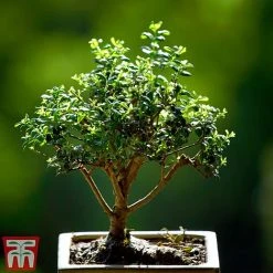 Bonsai Ligustrum 8 Bonsai Ligustrum -plant BONS TKA3021 A1