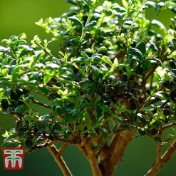 Bonsai Ligustrum 11 Bonsai Ligustrum -plant BONS TKA3021 C