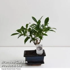 Bonsai Ficus In Ceramic Saucer 10 Bonsai Ficus In Ceramic Saucer -plant BONS FICUS13CM T47335