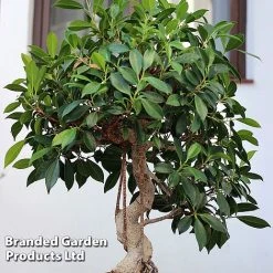 Bonsai Ficus In Ceramic Saucer 9 Bonsai Ficus In Ceramic Saucer -plant BONS FICUSCERA W45972