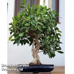 Bonsai Ficus In Ceramic Saucer 8 Bonsai Ficus In Ceramic Saucer -plant BONS FICUSCERA W45972b