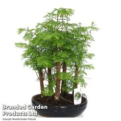 Bonsai Metasequoia Forest Mix In Oval Ceramic -plant BONS FORESTMIX T50180