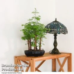 Bonsai Metasequoia Forest Mix In Oval Ceramic -plant BONS FORESTMIX T50182