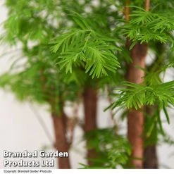 Bonsai Metasequoia Forest Mix In Oval Ceramic -plant BONS FORESTMIX T50185