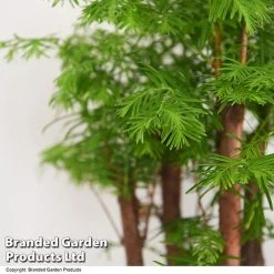 Bonsai Metasequoia Forest Mix In Oval Ceramic -plant BONS FORESTMIX T50186