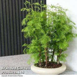 Bonsai Metasequoia Forest Mix In Oval Ceramic -plant BONS FORESTMIX T50502