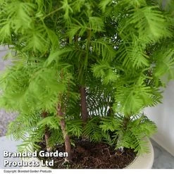 Bonsai Metasequoia Forest Mix In Oval Ceramic -plant BONS FORESTMIX T50505