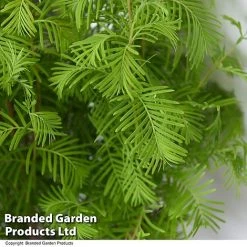 Bonsai Metasequoia Forest Mix In Oval Ceramic -plant BONS FORESTMIX T50506