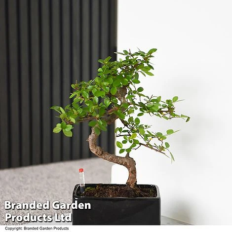 Bonsai Mix In Easy Care Pot 2 Bonsai Mix In Easy Care Pot - Image 2