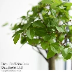 Bonsai Mix In Easy Care Pot 10 Bonsai Mix In Easy Care Pot -plant BONS MXEASYCAR T49216