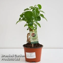 Radermachera Sinica Bonsai Form 11 Radermachera Sinica Bonsai Form -plant BONS RADER12CM T45096G