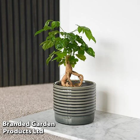 Radermachera Sinica Bonsai Form 3 Radermachera Sinica Bonsai Form - Image 3