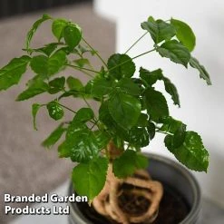 Radermachera Sinica Bonsai Form 9 Radermachera Sinica Bonsai Form -plant BONS RADERMACH T45099D