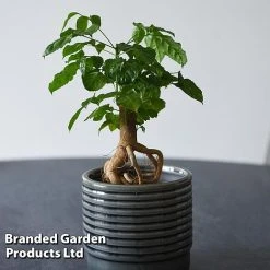 Radermachera Sinica Bonsai Form 10 Radermachera Sinica Bonsai Form -plant BONS RADERMACH T45102A