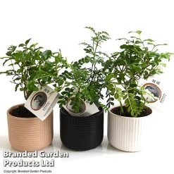 Bonsai Mix In Round Ceramic -plant BONS ROUNDMIX T49067