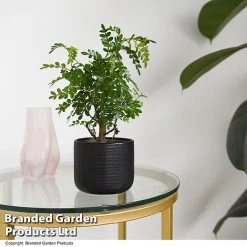 Bonsai Mix In Round Ceramic -plant BONS ROUNDMIX T49072