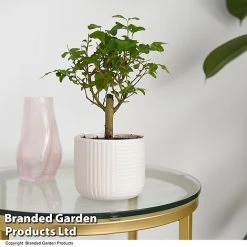 Bonsai Mix In Round Ceramic -plant BONS ROUNDMIX T49074