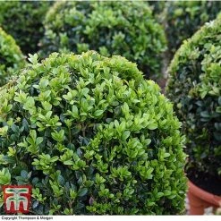 Box Ball -plant BOXU 4707 A1