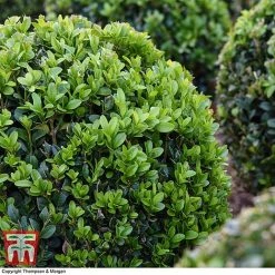 Box Ball -plant BOXU 4707 A2