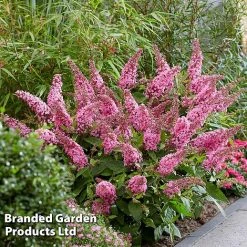 Buddleja 'Butterfly Candy Little Pink' 6 Buddleja 'Butterfly Candy Little Pink' -plant BUDD PINK G