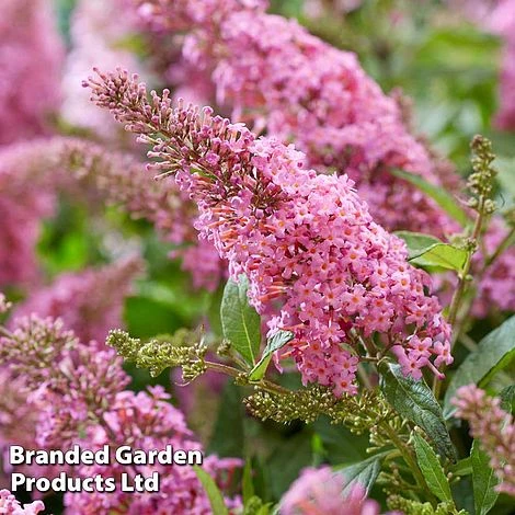 Buddleja 'Butterfly Candy Little Pink' 4 Buddleja 'Butterfly Candy Little Pink' - Image 4