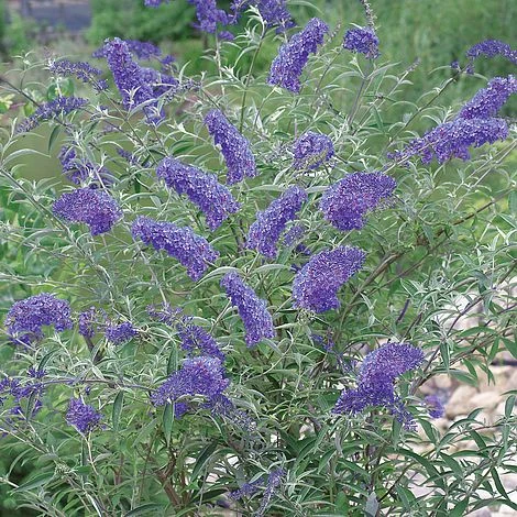 Buddleja Davidii 'Nanho Blue' 1 Buddleja Davidii 'Nanho Blue'