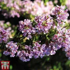 Buddleja Alternifolia -plant BUDD T66080 C1