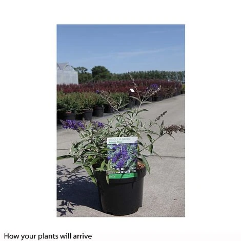 Buddleja Davidii 'Adonis Blue' 2 Buddleja Davidii 'Adonis Blue' - Image 2